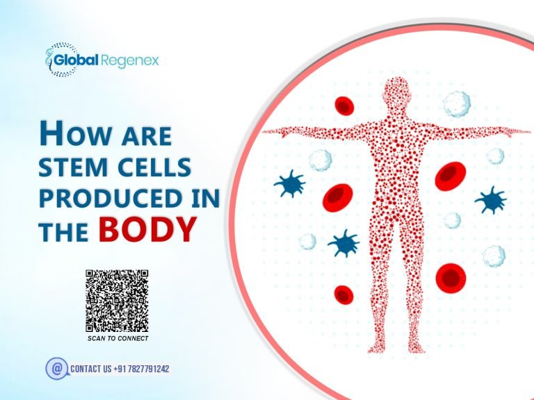 How Are Stem Cells Produced In The Body?
