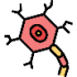 neuron